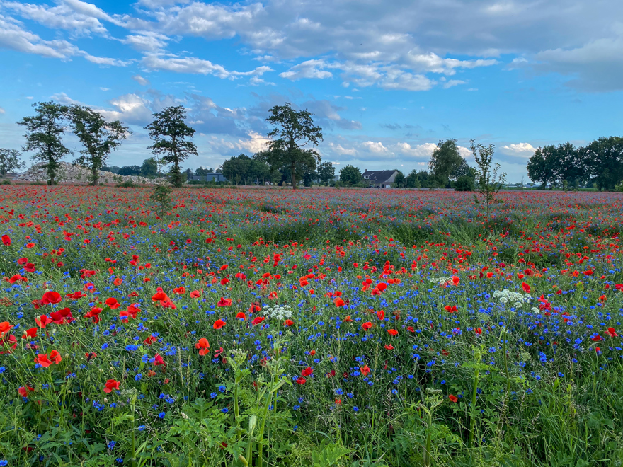 bloemenstrook