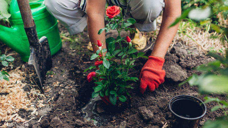 Voorbeeld van klimaatadaptief tuinieren. Vrouw plant een roos in tuin.